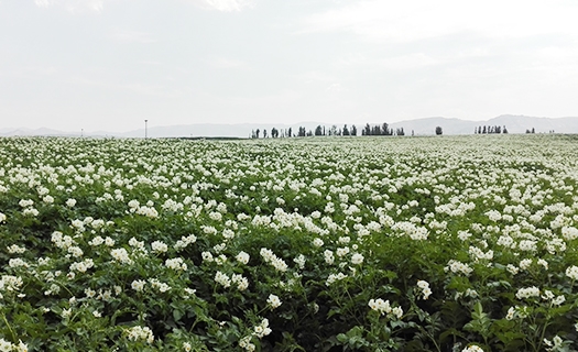 Potato High-yield Test Field