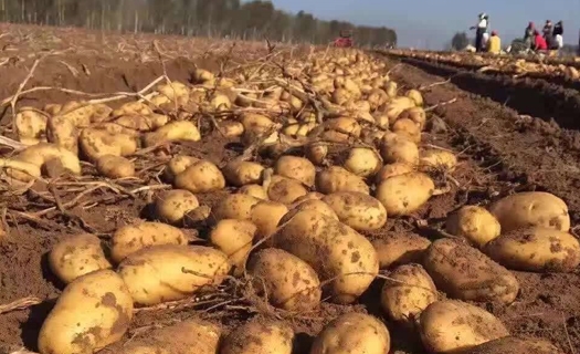 Potato Harvesting